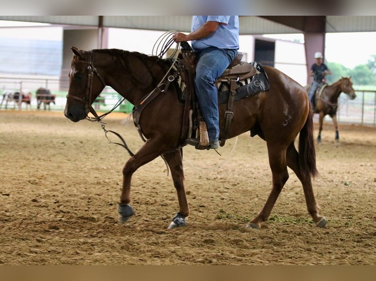 American Quarter Horse Wallach 4 Jahre 147 cm Rotfuchs in Whitesboro, TX