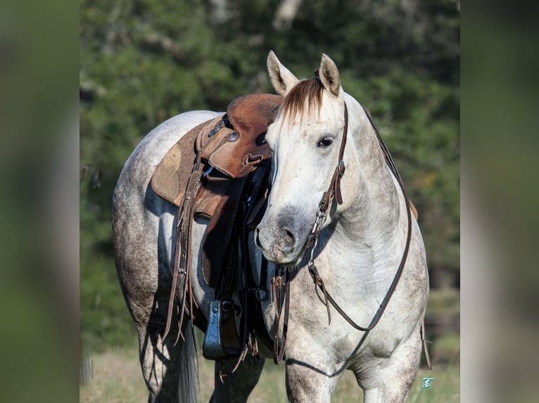 American Quarter Horse Wallach 4 Jahre 147 cm Schimmel in Carthage