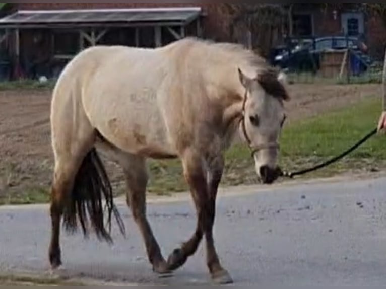 American Quarter Horse Wallach 4 Jahre 148 cm Buckskin in Balge