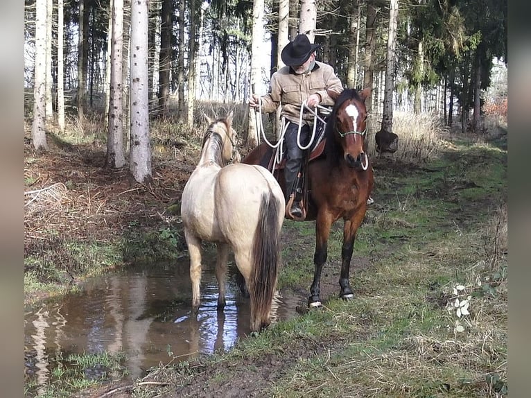 American Quarter Horse Wallach 4 Jahre 148 cm Champagne in Müglitztal