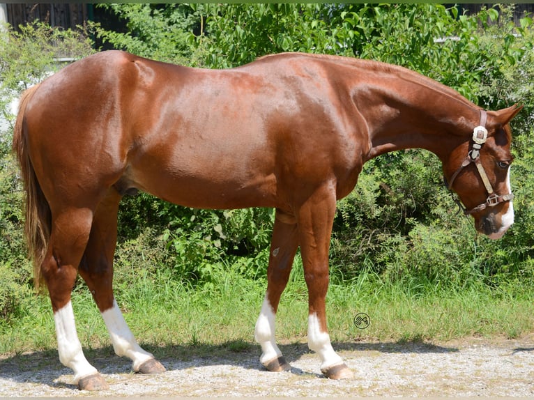 American Quarter Horse Wallach 4 Jahre 148 cm Fuchs in Velden