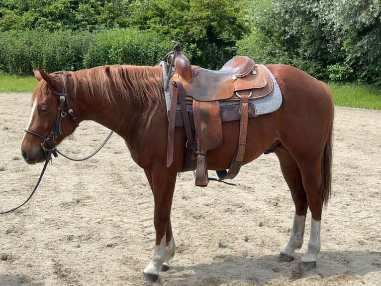 American Quarter Horse Wallach 4 Jahre 148 cm Fuchs in Velden