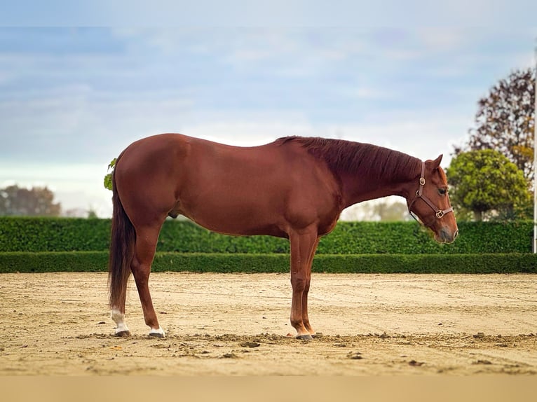 American Quarter Horse Wallach 4 Jahre 148 cm Fuchs in Vorstenbosch