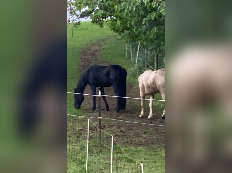 American Quarter Horse Wallach 4 Jahre 148 cm Rappe in Preußisch OldendorfPr. Oldendorf