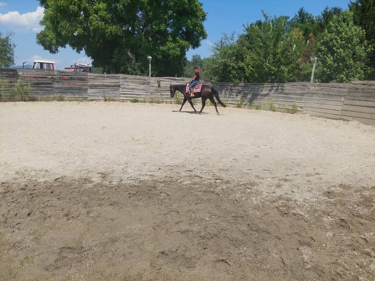 American Quarter Horse Wallach 4 Jahre 148 cm Rappe in Gratkorn