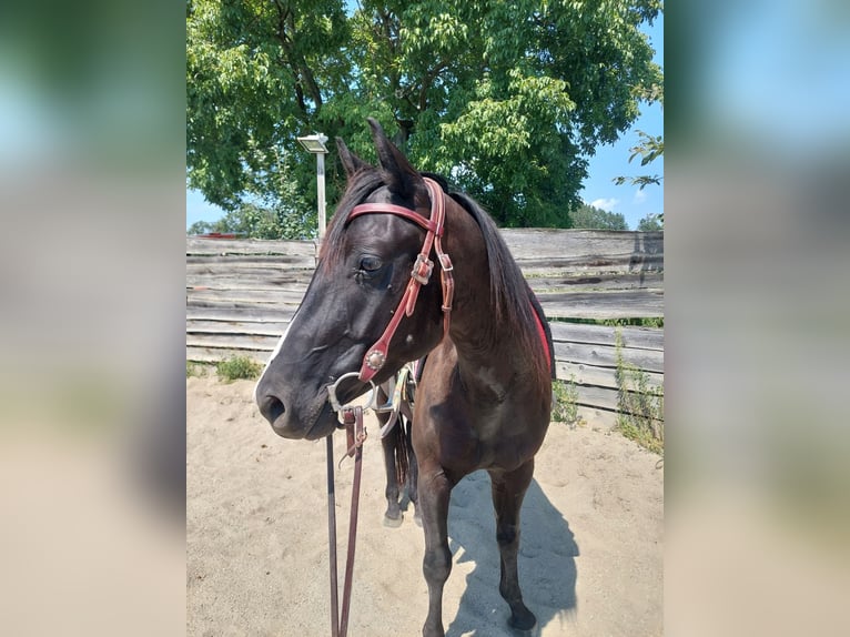American Quarter Horse Wallach 4 Jahre 148 cm Rappe in Gratkorn