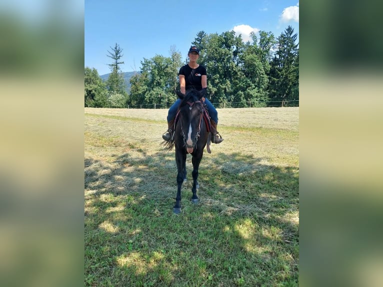 American Quarter Horse Wallach 4 Jahre 148 cm Rappe in Gratkorn
