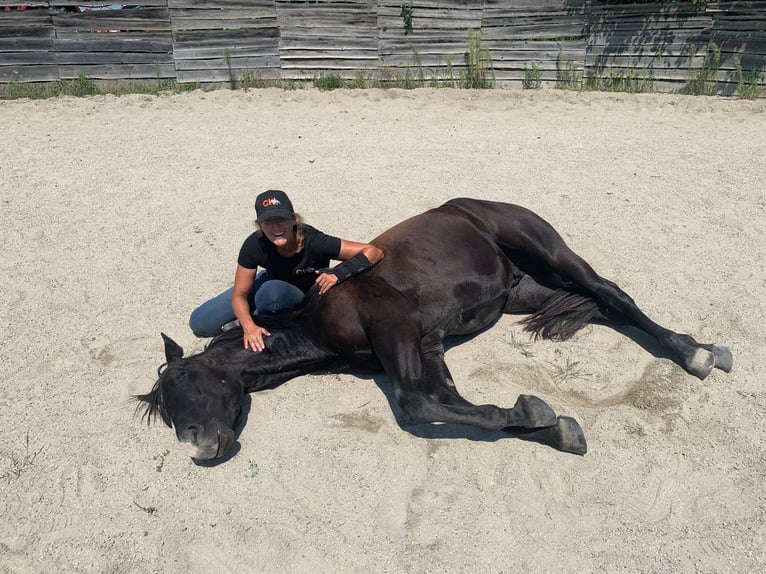 American Quarter Horse Wallach 4 Jahre 148 cm Rappe in Gratkorn
