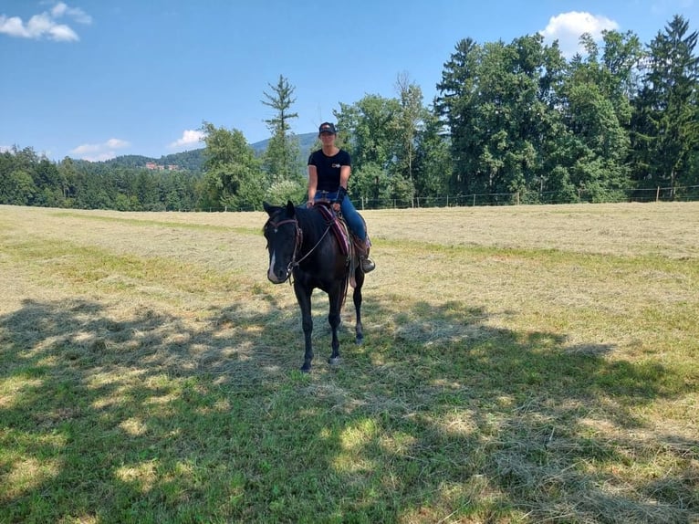 American Quarter Horse Wallach 4 Jahre 148 cm Rappe in Gratkorn