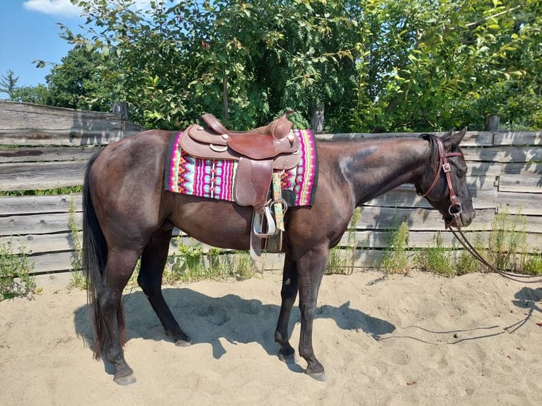 American Quarter Horse Wallach 4 Jahre 148 cm Rappe in Gratkorn