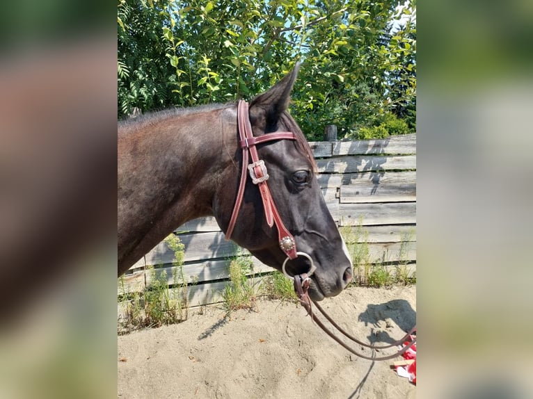 American Quarter Horse Wallach 4 Jahre 148 cm Rappe in Gratkorn