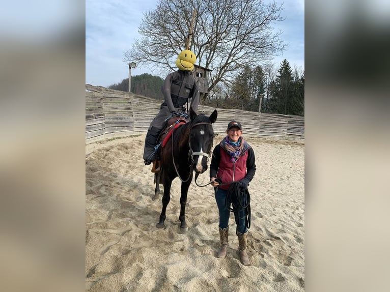 American Quarter Horse Wallach 4 Jahre 148 cm Rappe in Gratkorn