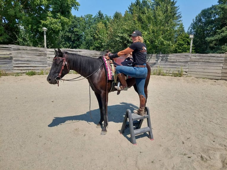 American Quarter Horse Wallach 4 Jahre 148 cm Rappe in Gratkorn