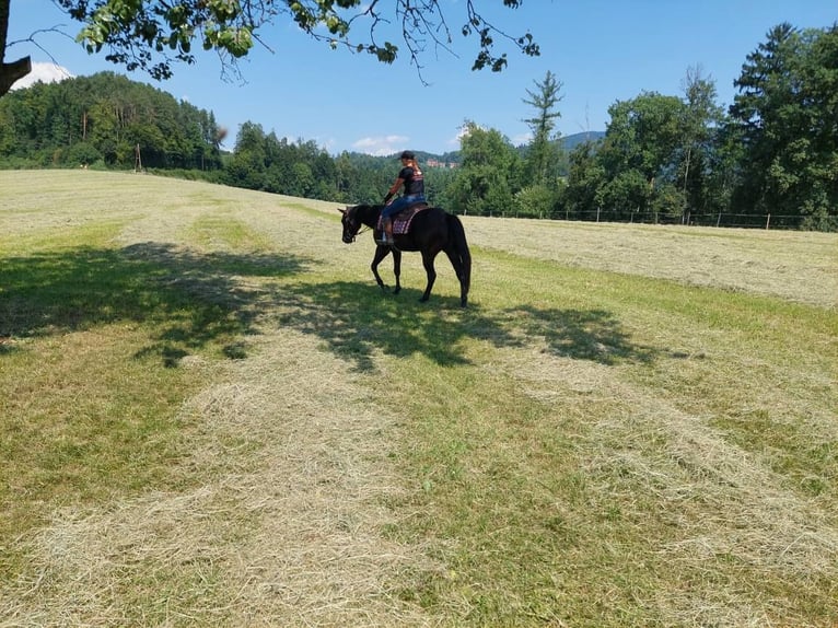 American Quarter Horse Wallach 4 Jahre 148 cm Rappe in Gratkorn