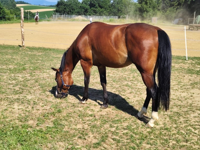 American Quarter Horse Wallach 4 Jahre 149 cm Brauner in unterwart