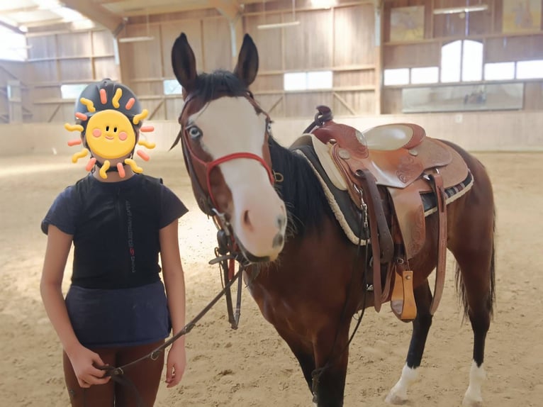 American Quarter Horse Wallach 4 Jahre 149 cm Brauner in unterwart