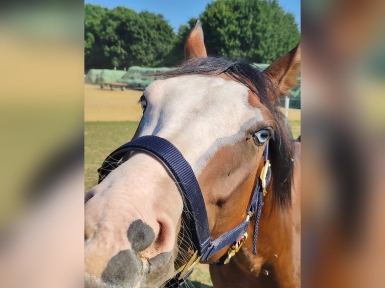 American Quarter Horse Wallach 4 Jahre 149 cm Brauner in unterwart