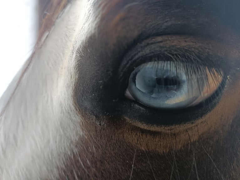 American Quarter Horse Wallach 4 Jahre 149 cm Brauner in unterwart