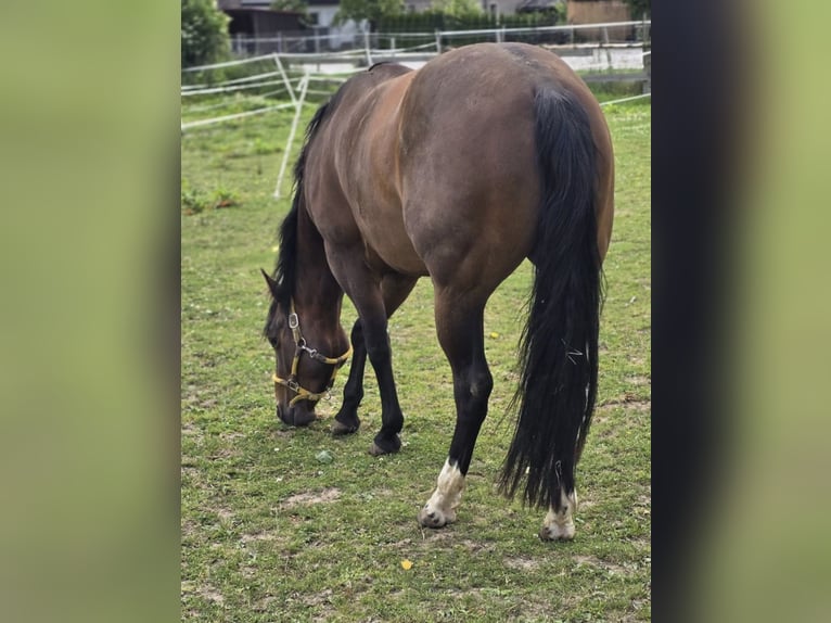 American Quarter Horse Wallach 4 Jahre 149 cm Brauner in Diemelstadt