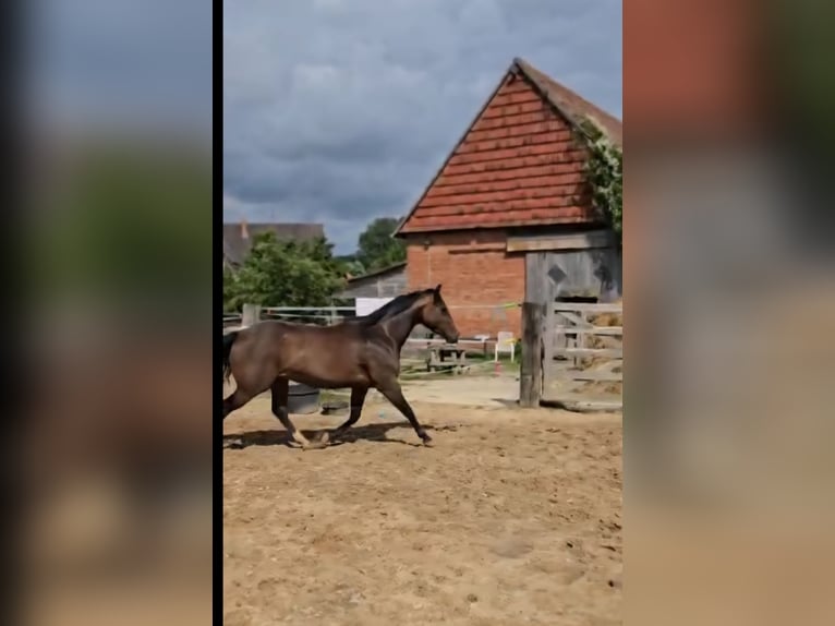 American Quarter Horse Wallach 4 Jahre 149 cm Brauner in Diemelstadt