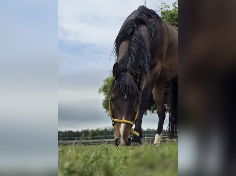 American Quarter Horse Wallach 4 Jahre 149 cm Brauner in Diemelstadt