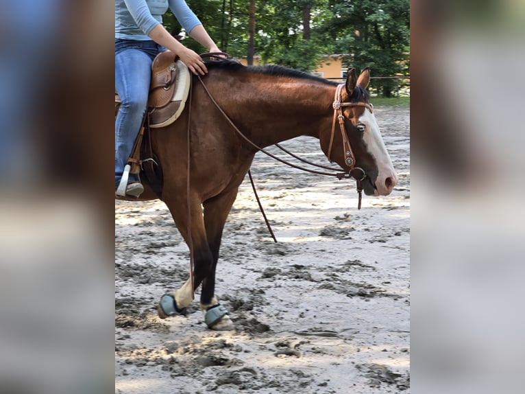 American Quarter Horse Wallach 4 Jahre 150 cm Brauner in Kraichtal