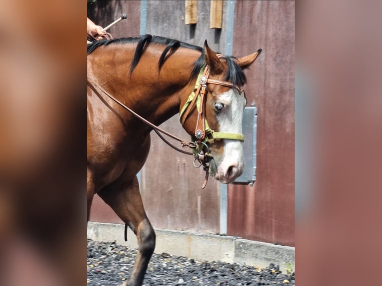 American Quarter Horse Wallach 4 Jahre 150 cm Brauner in Kraichtal