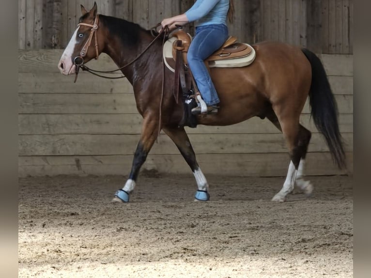 American Quarter Horse Wallach 4 Jahre 150 cm Brauner in Kraichtal