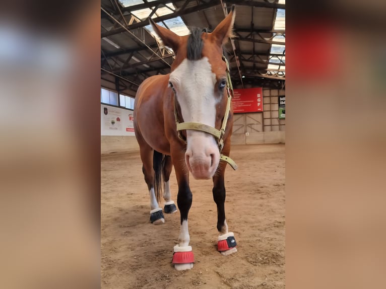 American Quarter Horse Wallach 4 Jahre 150 cm Brauner in Kraichtal