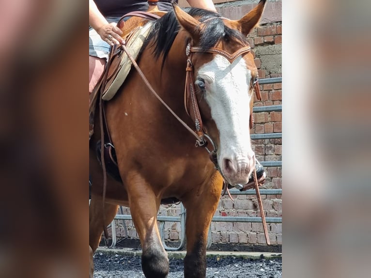 American Quarter Horse Wallach 4 Jahre 150 cm Brauner in Kraichtal