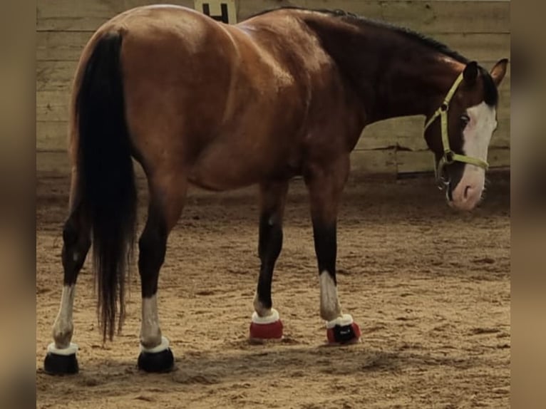 American Quarter Horse Wallach 4 Jahre 150 cm Brauner in Kraichtal