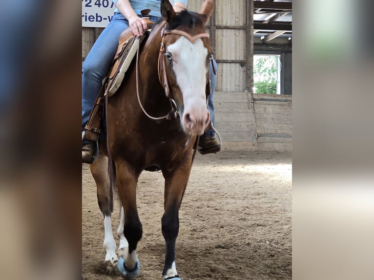 American Quarter Horse Wallach 4 Jahre 150 cm Brauner in Kraichtal