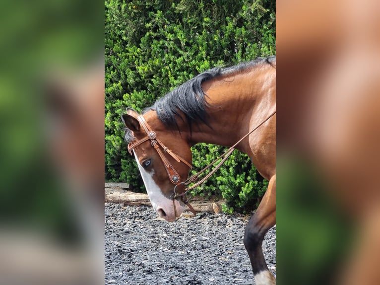 American Quarter Horse Wallach 4 Jahre 150 cm Brauner in Kraichtal