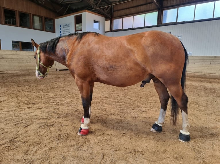 American Quarter Horse Wallach 4 Jahre 150 cm Brauner in Kraichtal