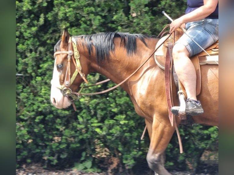 American Quarter Horse Wallach 4 Jahre 150 cm Brauner in Kraichtal