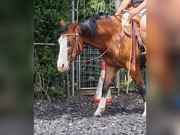 American Quarter Horse Wallach 4 Jahre 150 cm Brauner in Kraichtal