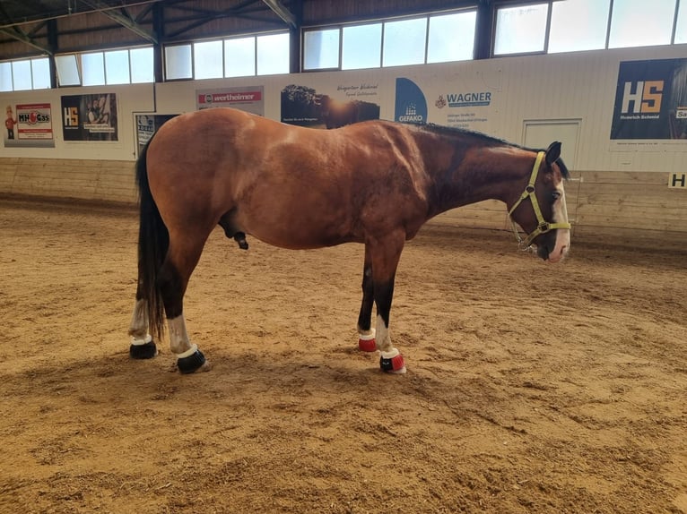 American Quarter Horse Wallach 4 Jahre 150 cm Brauner in Kraichtal