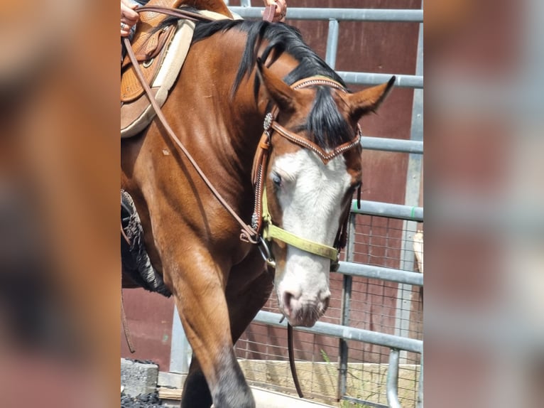 American Quarter Horse Wallach 4 Jahre 150 cm Brauner in Kraichtal