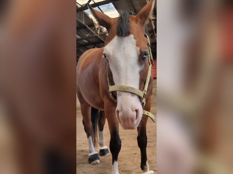 American Quarter Horse Wallach 4 Jahre 150 cm Brauner in Kraichtal