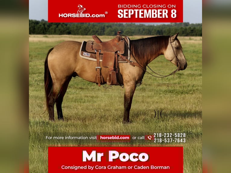 American Quarter Horse Wallach 4 Jahre 150 cm Buckskin in Backus