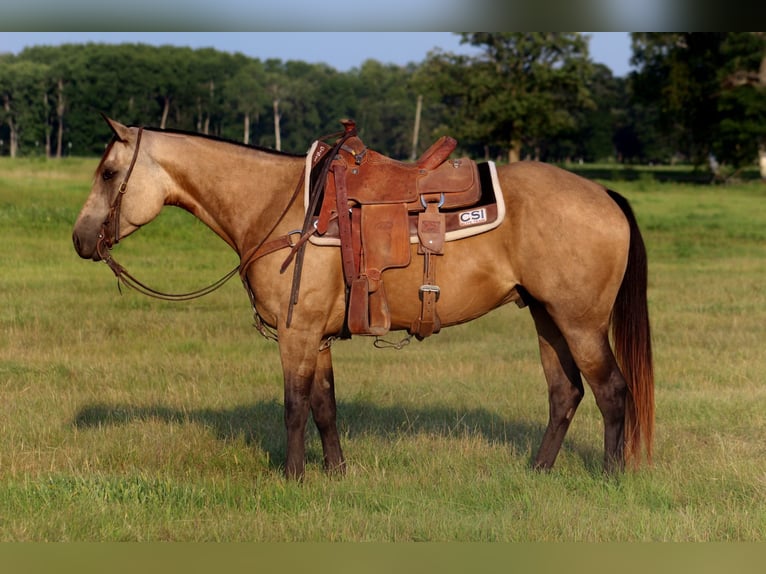 American Quarter Horse Wallach 4 Jahre 150 cm Buckskin in Backus
