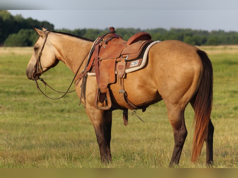 American Quarter Horse Wallach 4 Jahre 150 cm Buckskin in Backus
