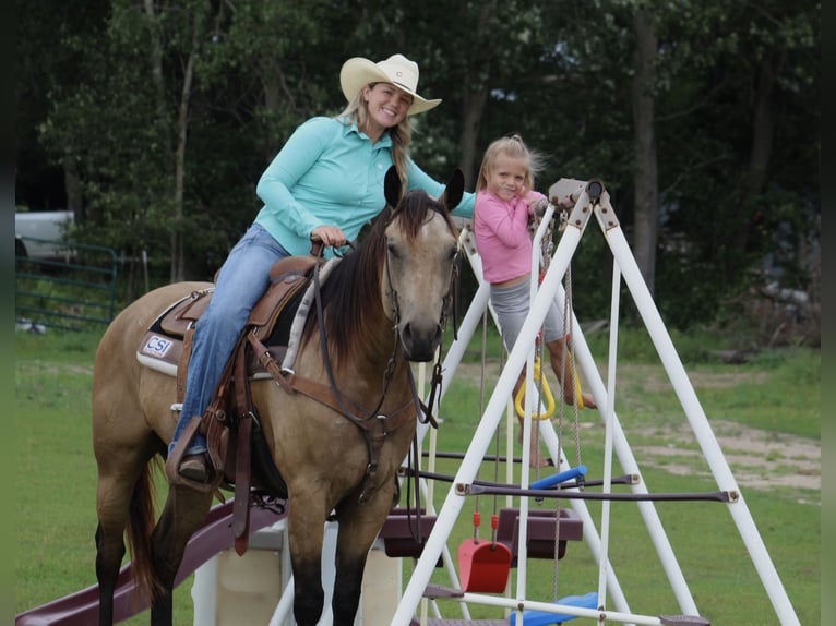 American Quarter Horse Wallach 4 Jahre 150 cm Buckskin in Backus