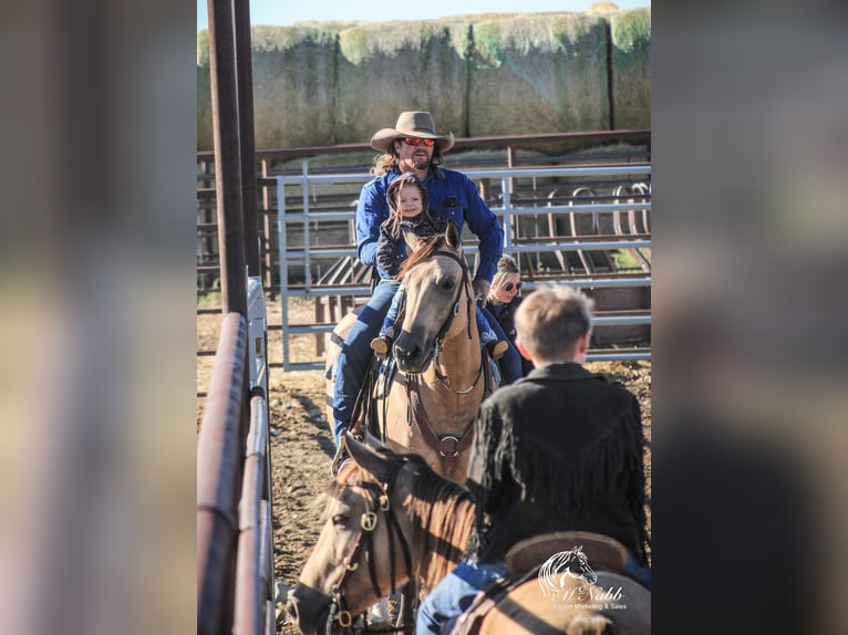 American Quarter Horse Wallach 4 Jahre 150 cm Buckskin in Cody WY