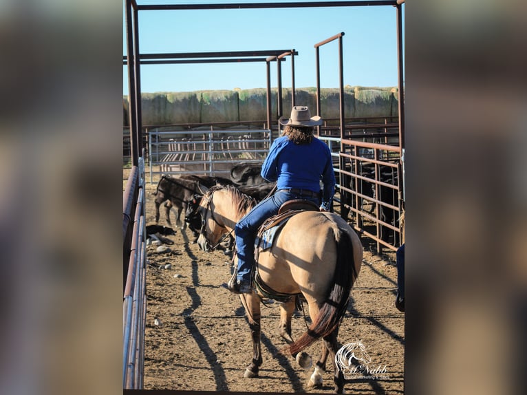 American Quarter Horse Wallach 4 Jahre 150 cm Buckskin in Cody WY