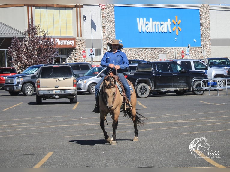 American Quarter Horse Wallach 4 Jahre 150 cm Buckskin in Cody WY