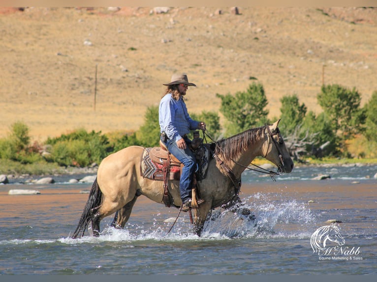 American Quarter Horse Wallach 4 Jahre 150 cm Buckskin in Cody WY