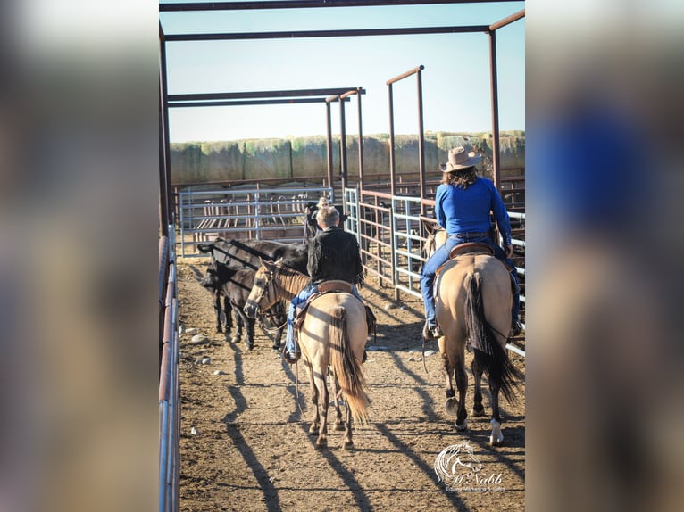 American Quarter Horse Wallach 4 Jahre 150 cm Buckskin in Cody WY