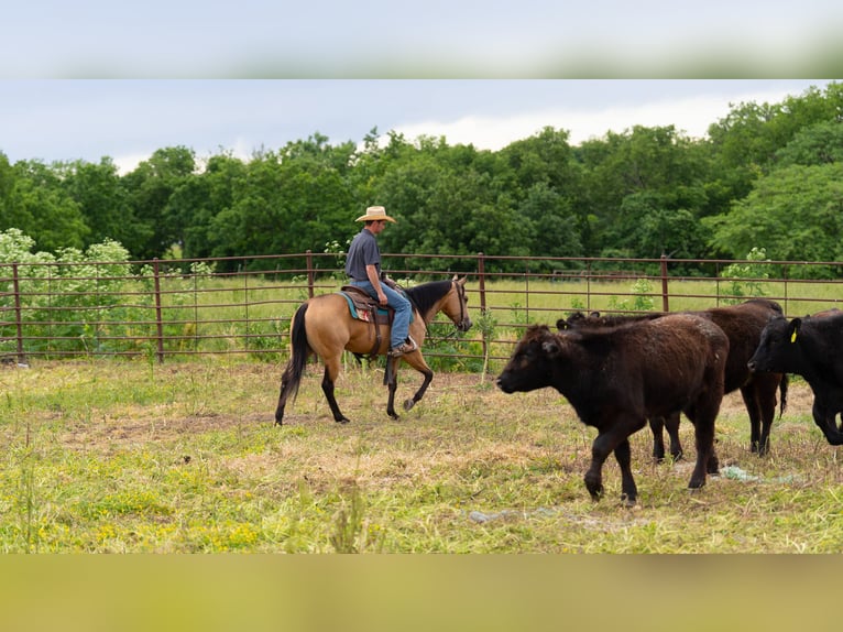 American Quarter Horse Wallach 4 Jahre 150 cm Buckskin in Marshall, MO