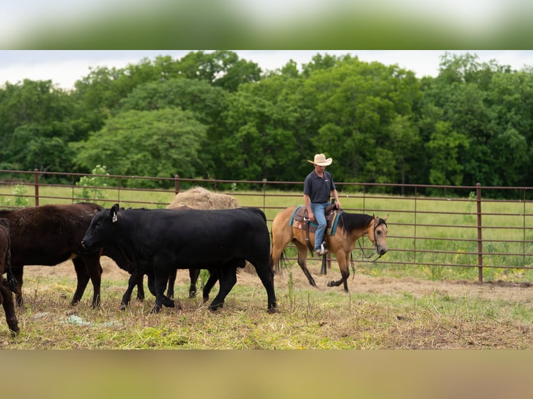 American Quarter Horse Wallach 4 Jahre 150 cm Buckskin in Marshall, MO